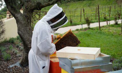 Le api trovano casa tra i filari dei vigneti, connubio naturale tra vino e miele