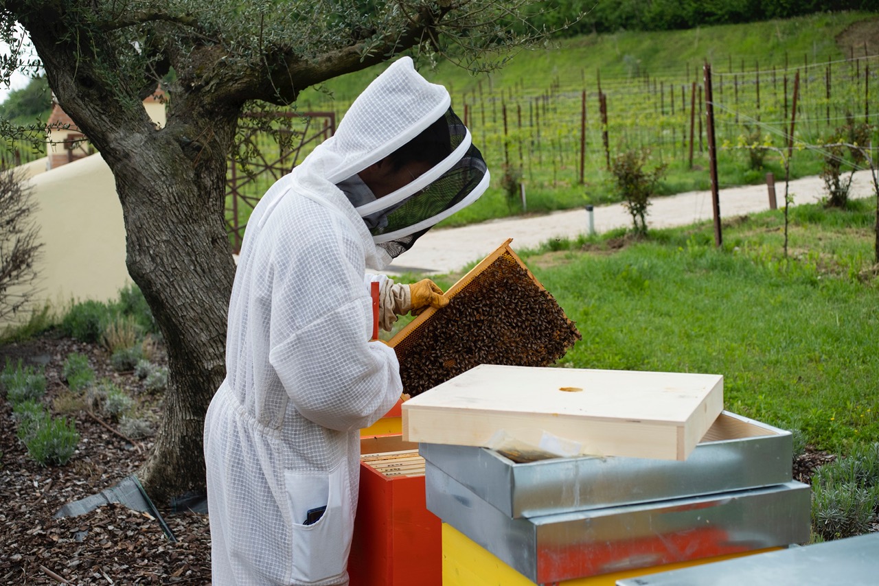 Le api trovano casa tra i filari dei vigneti, connubio naturale tra vino e miele