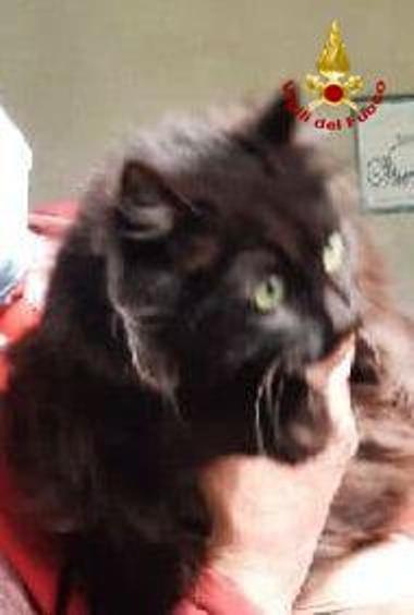 Sale in cima ad un albero e non riesce a scendere. Gatto recuperato dai pompieri