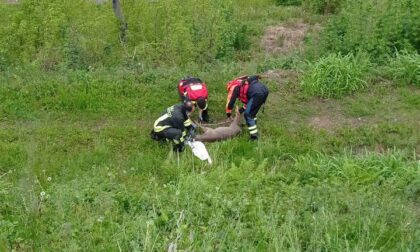 Capriolo ferito soccorso dai Vigili del fuoco: era caduto nel Brentella