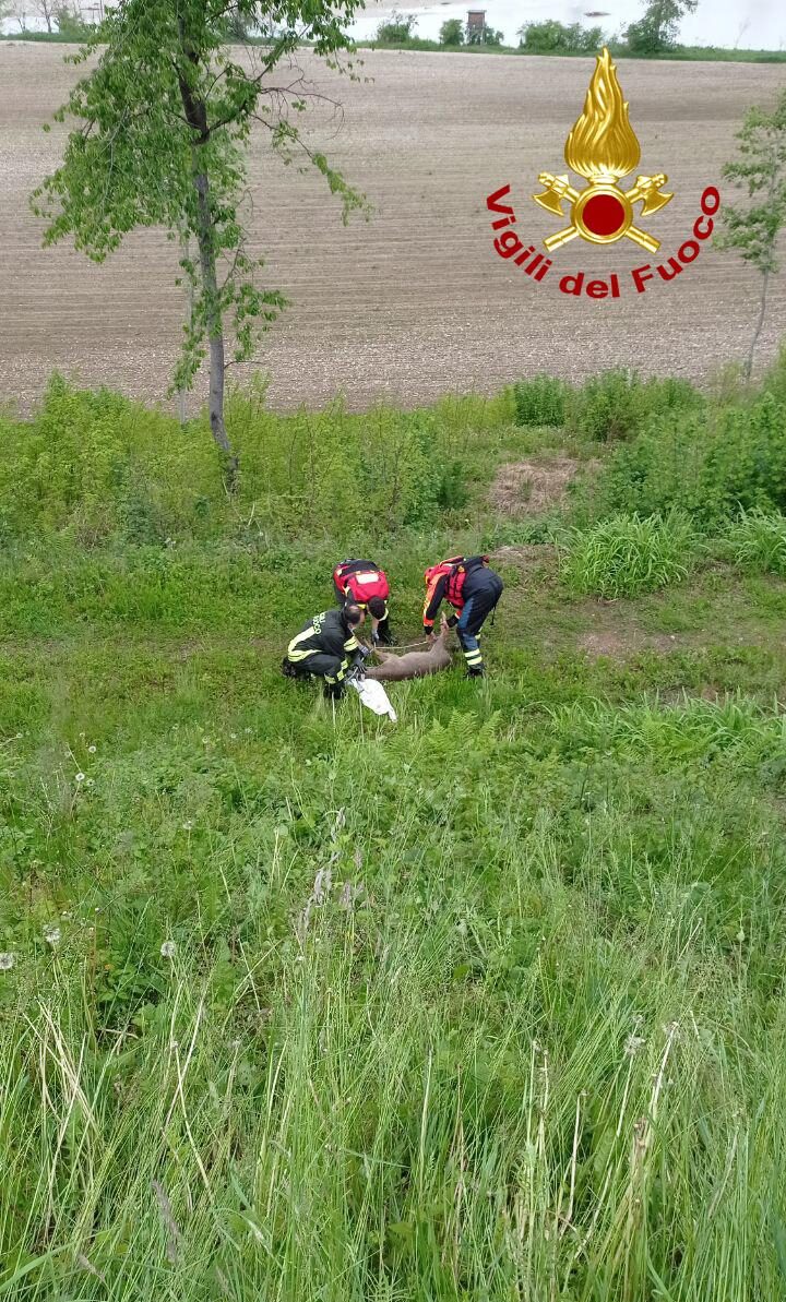 Capriolo ferito soccorso dai Vigili del fuoco: era caduto nel Brentella