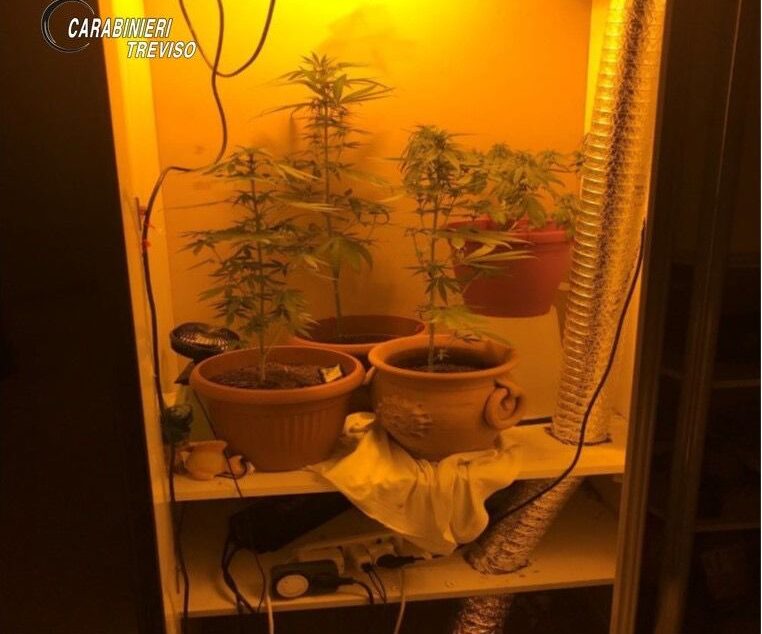 Altro che “scheletri”: nell’armadio della sua cameretta coltivava marijuana