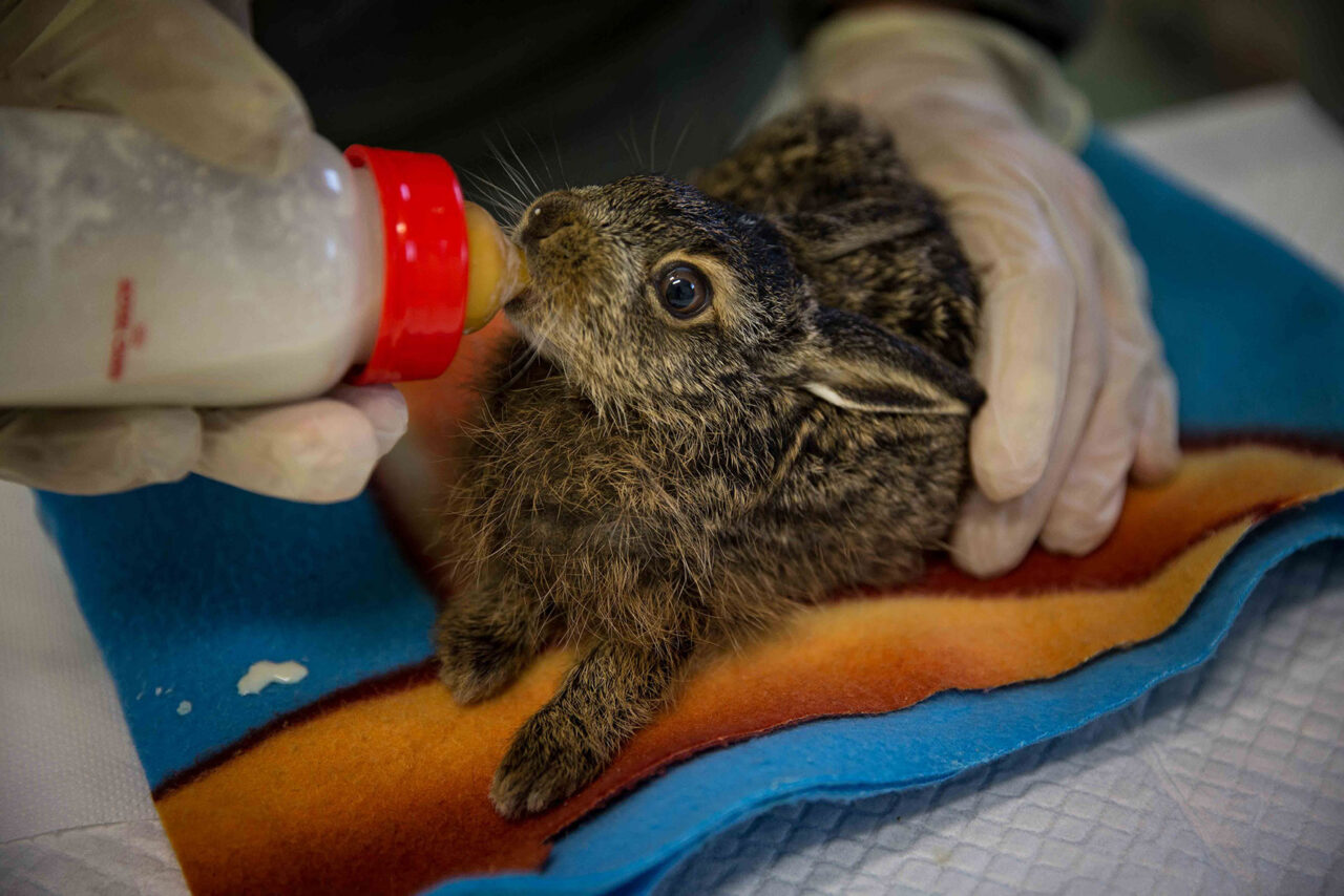 Centro di recupero Fauna selvatica della Provincia di Treviso: 500 animali salvati in un mese