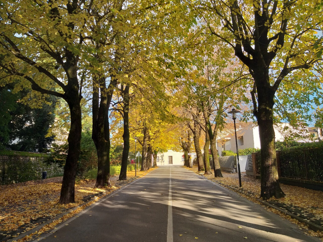 Verde pubblico a Castelfranco: 109 alberi potrebbero diventare monumentali