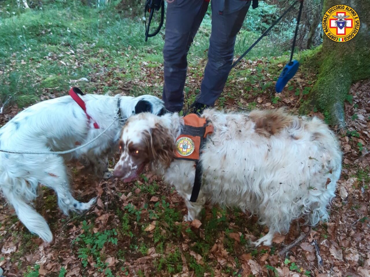 Recuperati Scott e Teo, i due cani di un trevigiano finiti in una forra