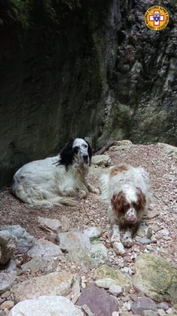 Recuperati Scott e Teo, i due cani di un trevigiano finiti in una forra