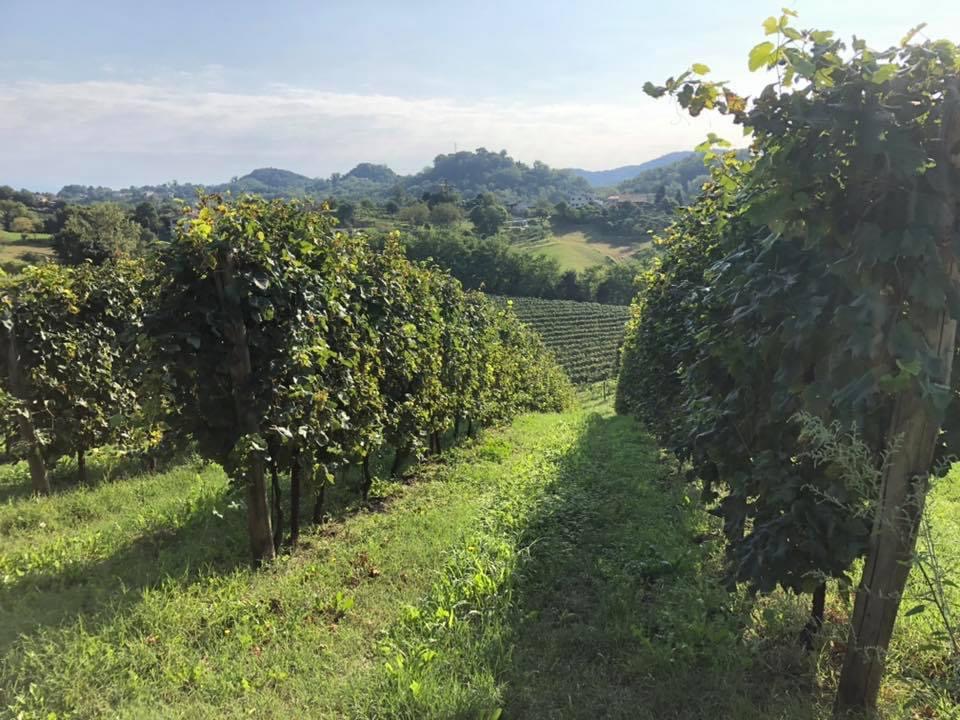 Dal vigneto spuntano due cani di grossa taglia: morso un ciclista 54enne di passaggio