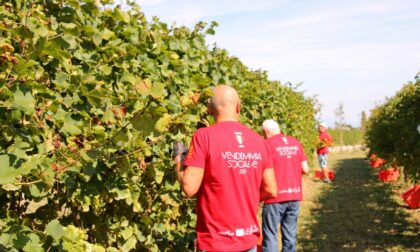 Presentata la quarta edizione della Vendemmia Social-e