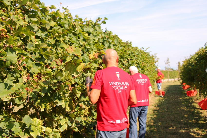 Presentata la quarta edizione della Vendemmia Social-e