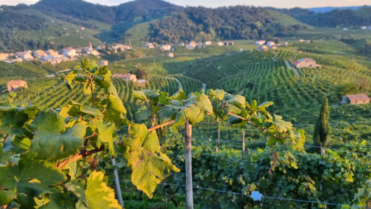 Colline Unesco in tv nel weekend: due programmi nei luoghi del Prosecco di Conegliano e Valdobbiadene