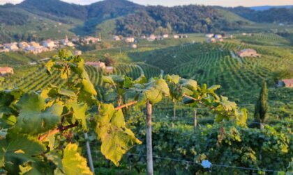 Colline Unesco in tv nel weekend: due programmi nei luoghi del Prosecco di Conegliano e Valdobbiadene