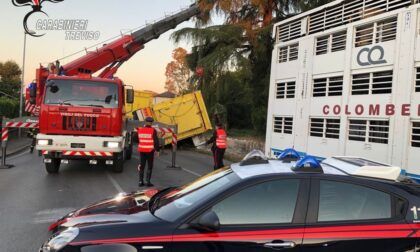 Montebelluna, si ribalta il rimorchio: diversi animali morti. Marosticana bloccata