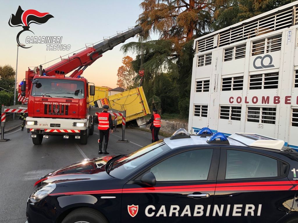 Montebelluna, si ribalta il rimorchio: diversi animali morti. Marosticana bloccata