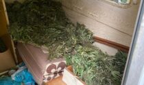 Nella roulotte nei boschi della Pedemontana nascondeva 25 chili di marijuana: arrestato 17enne di Castelfranco