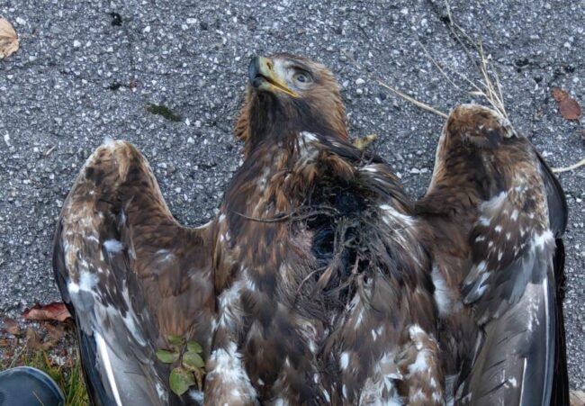 Monte Grappa, abbattuto rarissimo esemplare di giovane aquila reale