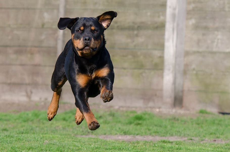 Aizzano contro padre e figlio un rottweiler: identificati e denunciati i due balordi