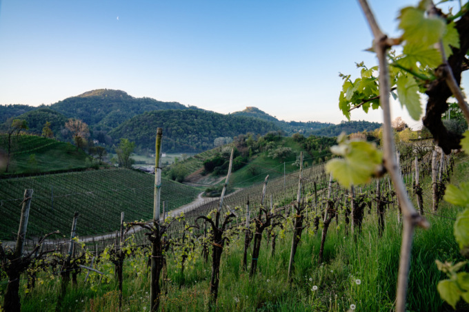 L’Asolo Prosecco continua a crescere: superati i 21 milioni di bottiglie