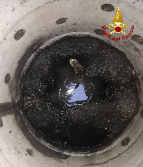 Tanto va il gattino al lardo…che finisce nelle fognature: soccorso dai Vigili del fuoco