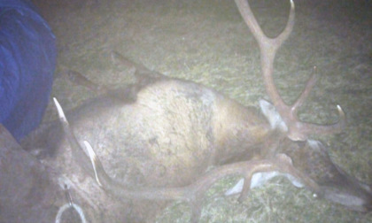 I due bracconieri che hanno abbattuto un cervo da 150 kg e il 60enne con l'impianto abusivo di cattura per uccelli