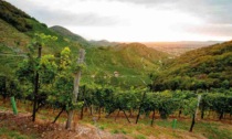 AGRIcoltura100, la cantina Produttori di Valdobbiadene campionessa di sostenibilità