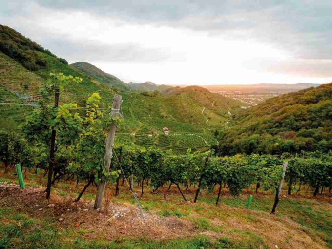 AGRIcoltura100, la cantina Produttori di Valdobbiadene campionessa di sostenibilità