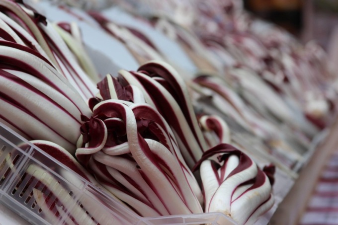 Radicchio trevigiano IGP, collaborazione con l’università di Padova per selezionare i semi più resistenti