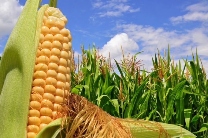 “Gli effetti della guerra si stanno facendo sentire anche sulle attività agricole trevigiane”