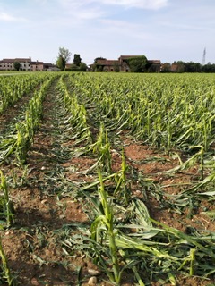 Tempesta Asolo e Montello la grandine e il vento non hanno