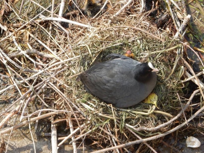 Treviso, la folaga “mascotte” uccisa a sassate dal “Predicatore” mentre nidificava