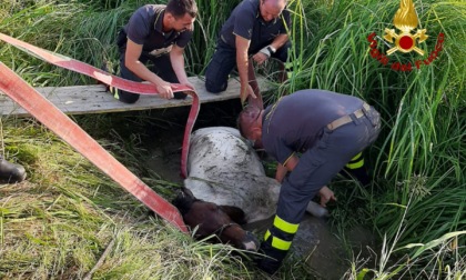 Mogliano Veneto, le foto del pony caduto nel fosso: salvato dai Vigili del fuoco