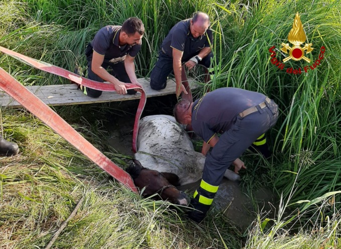 Mogliano Veneto, le foto del pony caduto nel fosso: salvato dai Vigili del fuoco