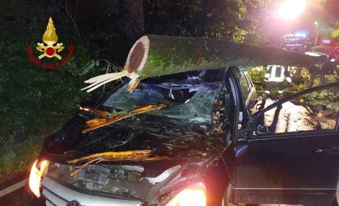 Tragedia sfiorata, due alberi tagliati alla base per farli cadere in strada: caccia ai responsabili