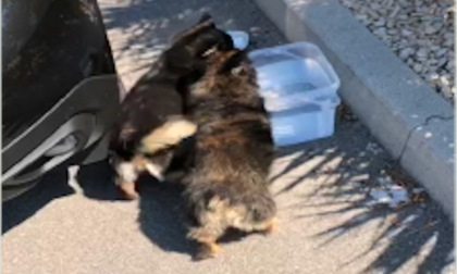 Due cagnolini abbandonati in auto sotto il sole: salvati dalla Polizia Locale