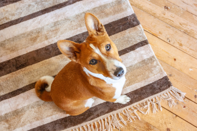 Il miglior cibo per cani è online
