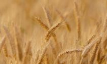 Sos Coldiretti Treviso: “Da grano a pane i prezzi aumentano anche di 10 volte”