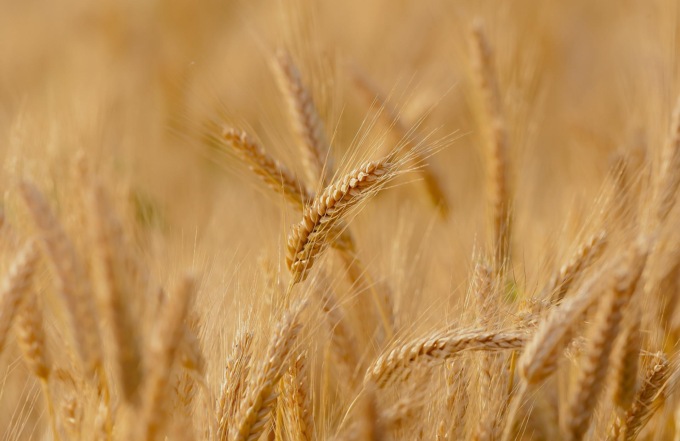 Sos Coldiretti Treviso: “Da grano a pane i prezzi aumentano anche di 10 volte”