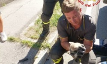 Treviso, le foto del gattino salvato dai pompieri e subito adottato: era "incastrato" sotto l'auto