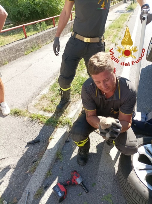 Treviso, le foto del gattino salvato dai pompieri e subito adottato: era “incastrato” sotto l’auto
