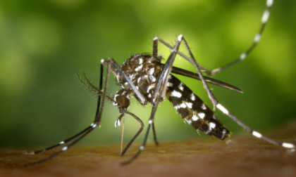 Sanità, il bollettino delle arbovirosi in Veneto. West Nile: 9 casi accertati nella Marca trevigiana