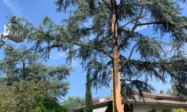 Treviso, albero alto più di 12 metri colpito da un fulmine: rischia di cadere su una casa