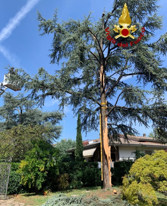 Treviso, albero alto più di 12 metri colpito da un fulmine: rischia di cadere su una casa