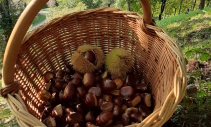 Festa dei Marroni di Combai, tutto pronto per la 78^ edizione