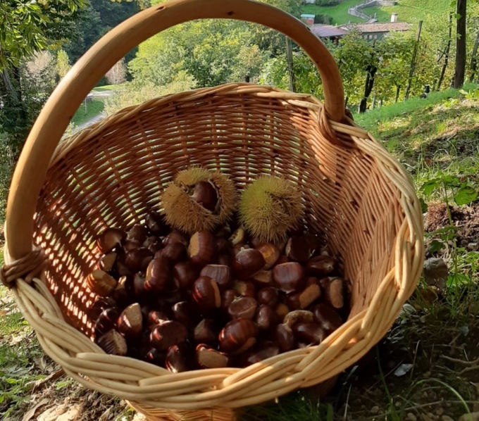 Festa dei Marroni di Combai, tutto pronto per la 78^ edizione