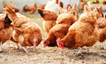 Influenza aviaria, maxi focolaio in un allevamento trevigiano: 49mila galline da abbattere