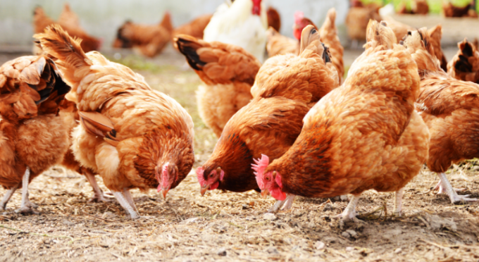 Influenza aviaria, maxi focolaio in un allevamento trevigiano: 49mila galline da abbattere