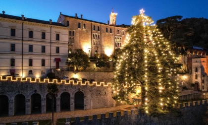 Lo sapevate che l'albero di Natale vivente più grande d'Italia si trova nel Trevigiano? Ecco dove