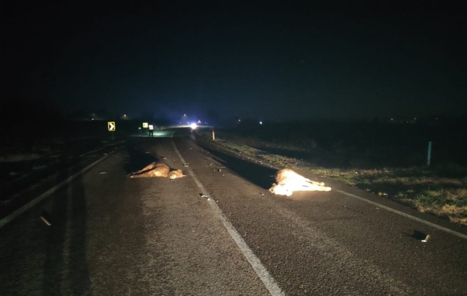 Si allontanano dal gregge e vengono investiti in via Postioma a Castelfranco: brutta fine per tre asini