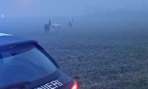 Dalla nebbia spuntano tre alpaca e tre lama scappati da un terreno privato