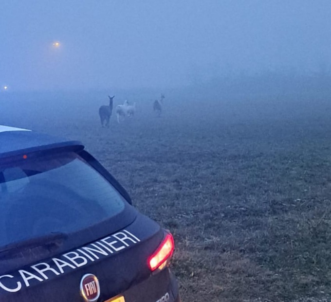 Dalla nebbia spuntano tre alpaca e tre lama scappati da un terreno privato