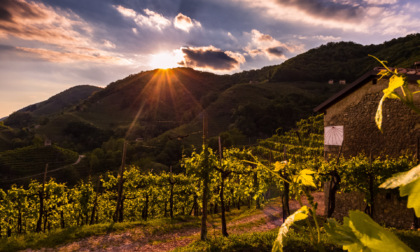 Prosecco in difficoltà: guerra e caro petrolio frenano produzione ed esportazioni